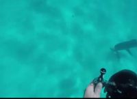 ზვიგენმა ვიდეოკამერით შეირაღებულ მყვინთავზე მიიტანა იერიში (+ვიდეო)