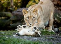 დედები და შვილები ცხოველთა სამეფოში (20 ფოტო)