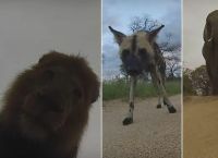 გარეული ცხოველების რეაქცია ვიდეო კამერის დანახვისას (სახალისო ვიდეო)