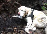 12 წლის უსინათლო ძაღლი მთებში გაუჩინარდა... და აი, ერთკვირიანი უშედეგო ძებნის შემდეგ...