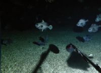 ზვიგენი-მოჩვენება და მანათობელი კალმარი... ტასმანიაში 100-ზე მეტი ახალი სახეობა აღმოაჩინეს (+ვიდეო)