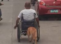 ძაღლი შეზღუდული შესაძლებლობების პატრონს ქუჩაში გადაადგილებისას ეხმარება (ემოციური ვიდეო)