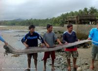 ”ზღვის გველეშაპი” - ფილიპინებზე გიგანტური ქაშაყების მეფე აღმოაჩინეს (+ვიდეო)
