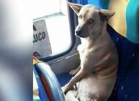 მძღოლის რეაქცია უპატრონო ძაღლზე, რომელმაც სიცივის დროს ავტობუსს თავი შეაფარა (ემოციური ვიდეო)