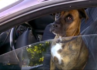 ძაღლის საოცარი რეაქცია, როცა მას პოლიციელმა მართვის მოწმობა მოსთხოვა (+ვიდეო)