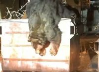 ნაგვის ურნაში ჩავარდნილი დათვი პოლიციელმა გადაარჩინა (ემოციური ვიდეო)