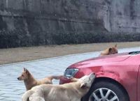 ძაღლი მძღოლმა ავტოსადგომიდან გააძევა, ის დაბუნდა თავის მეგობრებთან ერთად და ვერ წარმოიდგენთ, რა გააკეთა