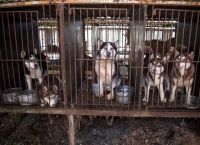 სამხრეთ კორეაში 200-ზე მეტი ძაღლი შეჭმას გადაარჩინეს