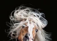 ცხენების მოყვარული ფოტოგრაფის მიერ გადაღებული საოცარი ფოტოები