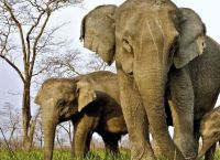 აფრიკულ სპილოებს ეშვები აღარ ეზრდებათ: დედაბუნება ბრაკონიერების წინააღმდეგ თავისი 