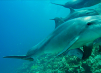 აშშ-ში მეცნიერები დელფინების მასიური სიკვდილიანობის სავარაუდო მიზეზებზე საუბრობენ