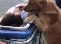 ექიმებმა ვიდეოზე გადაიღეს ძაღლი, რომელიც გონებადაკარგულ პატრონს გვერდიდან არ შორდებოდა (ემოციური ვიდეო)