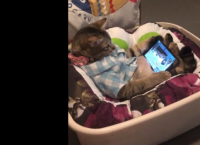 კატა ისვენებს და ამავე დროს ტელეფონში ფრინველების ყურებით ერთობა (სახალისო ვიდეო)