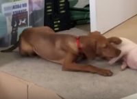 მინიატურული გოჭი თავშესაფრის ბინადარ ძაღლს დაუმეგობრდა (სახალისო ვიდეო)
