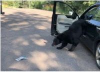 დათვმა მანქანა დააზიანა, შემდეგ კი მის სალონში დაიძინა (+ვიდეო)