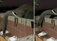 წყურვილით შეწუხებულმა სპილომ ტურისტებს საშხაპეში მიაკითხა (+ვიდეო)