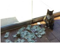 კატა, რომელიც ფულს დამოუკიდებლად გამოიმუშავებს და უსახლკარო ადამიანებს ეხმარება (+ვიდეო)