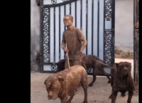 როგორ გამოიყურება სახლში დაბრუნებული მამაკაცი, რომელმაც 3 უზარმაზარი ძაღლი გაასეირნა (სახალისო ვიდეო)