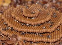უნესტრო ფუტკრების სპირალური სკები (ფოტოგალერეა)