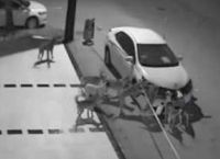 უპატრონო ძაღლების ხროვამ მამაკაცს მანქანა დაუმტვრია (+ვიდეო)