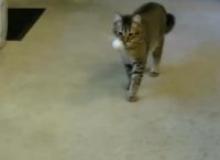 მსოფლიოში პირველი კატა, რომელიც ლუკმაპურს შრომით მოიპოვებს (+ვიდეო)