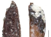 ანტარქტიდაში 14 მილიონი წლის ხოჭო აღმოაჩინეს