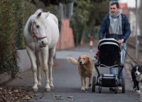 ცხენი ყოველდღე მარტო გამოდის ქალაქში სასეირნოდ, რადგან მოხუც პატრონს მისი გასეირნება აღარ შეუძლია