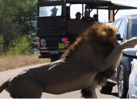 ხვადი ლომი ტურისტებზე თავდასხმის მცდელობით ცდილობს, ძუ ლომს თავი მოაწონოს (+ვიდეო)