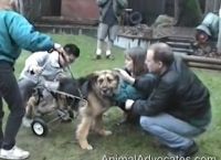 ძაღლის, სახელად ჯუდი, უმძიმესი ისტორია საოცრად ბედნიერი დასასრულით (+ვიდეო)