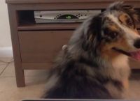 ძაღლი, რომელსაც ტელევიზორის ყურება უზომოდ უყვარს, ინტერნეტ ვარსკვლავი გახდა (+ვიდეო)