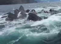 ის ვიდეო კამერით იღებდა მშვიდ ზღვას. უეცრად მოულოდნელი რამ მოხდა (+ვიდეო)