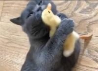 კატა და იხვის ჭუკი ერთგული მეგობრები გახდნენ (ემოციური ვიდეო)