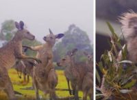 საოცარი კადრები: როგორ შეხვდნენ წვიმას ავსტრალიის ბინადარი ცხოველები (ემოციური ვიდეო)
