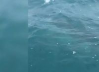 ავსტრალიელმა მეთევზეებმა ვიდეოზე ხუთმეტრიანი ზვიგენი გადაიღეს (+ვიდეო)
