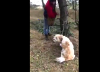 ქართველმა მონადირეებმა ტყეში მოკლე მავთულით ხეზე დაბმული ძაღლი იპოვეს  (ემოციური ვიდეო)