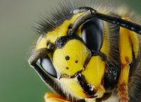 რამდენი თვალი აქვს ფუტკარს?