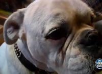 უნარშეზღუდული ძაღლი პატრონის გადასარჩენად ღობეზე გადახტა (+ვიდეო)