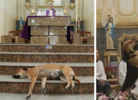 კათოლიკე მოძღვარმა ეკლესიაში მიუსაფარი ძაღლების თავშესაფარი მოაწყო