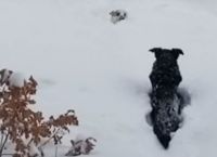 ძაღლმა თოვლში ჩარჩენილი მეგობარი სამშვიდობოს გამოიყვანა (+ვიდეო)