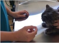 როგორ დავალევინოთ კატას წამალი მარტივად და უსაფრთხოდ? (სასარგებლო ვიდეო)