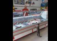 კატა ყოველდღე აკითხავს ხორცის მაღაზიას, სადაც თბილად უმასპინძლდებიან (სახალისო ვიდეო)