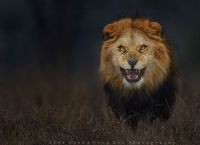 უნიკალური კადრები - ფოტოგრაფმა გააფთრებული ლომი თავდასხმამდე წამით ადრე გადაიღო
