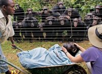 შიმპანზეებმა მეგობრის სიკვდილი უცნაურად განიცადეს