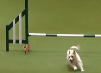 ძაღლი, რომელიც შეჯიბრზე სასაცილოდ იქცევა-  Youtube- ზე ამ ვიდეოს 7 მილიონზე მეტი ნახვა აქვს
