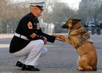ძაღლმა, რომელმაც ავღანეთში თათი დაკარგა უმაღლესი სამხედრო ჯილდო მიიღო