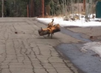 ძაღლმა პატრონთან ჯოხის მაგივრად დიდი ხის მორი მიიტანა ( სახალისო ვიდეო)