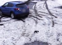 გონიერმა ძაღლმა პატარა ჩიხუახუა მანქანის დარტყმისგან რამდენიმე წამით ადრე გადაარჩინა (ემოციური ვიდეო)