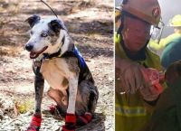 მამაცი ძაღლი ავსტრალიის ცეცხლმოკიდებულ ტყეში კოალების გადარჩენაზე ზრუნავს