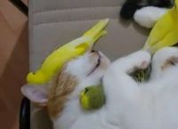 თუთიყუშებს კატასთან ერთად ჩახუტებულებს სძინავთ (სახალისო ვიდეო)