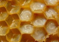 ფუტკრის რძე 54 დაავადებას კურნავს
